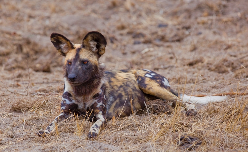 Wilddog